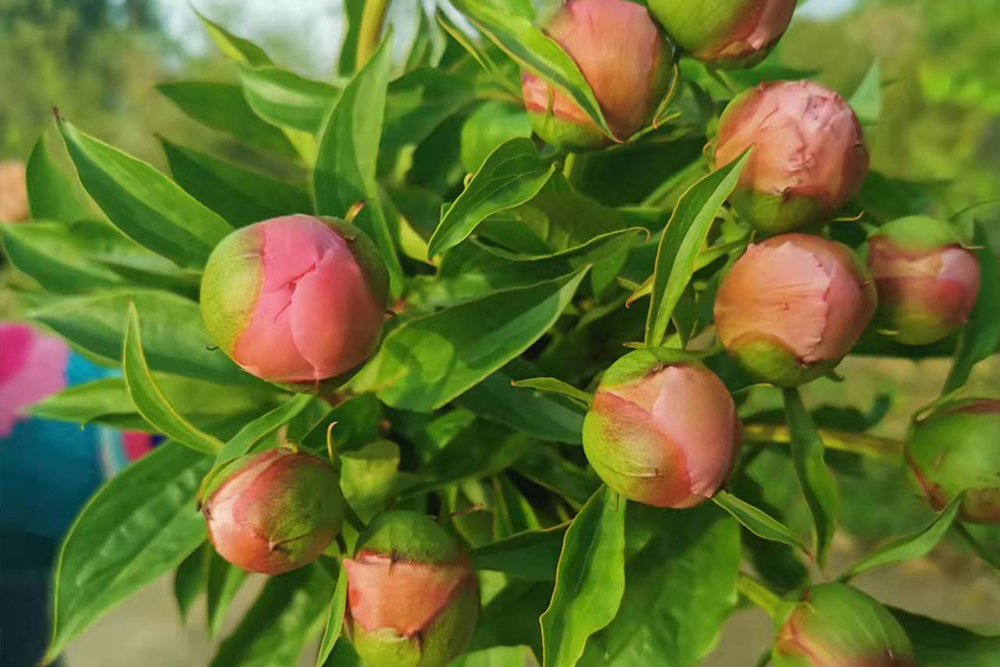 芍藥.jpg 芍藥.jpg